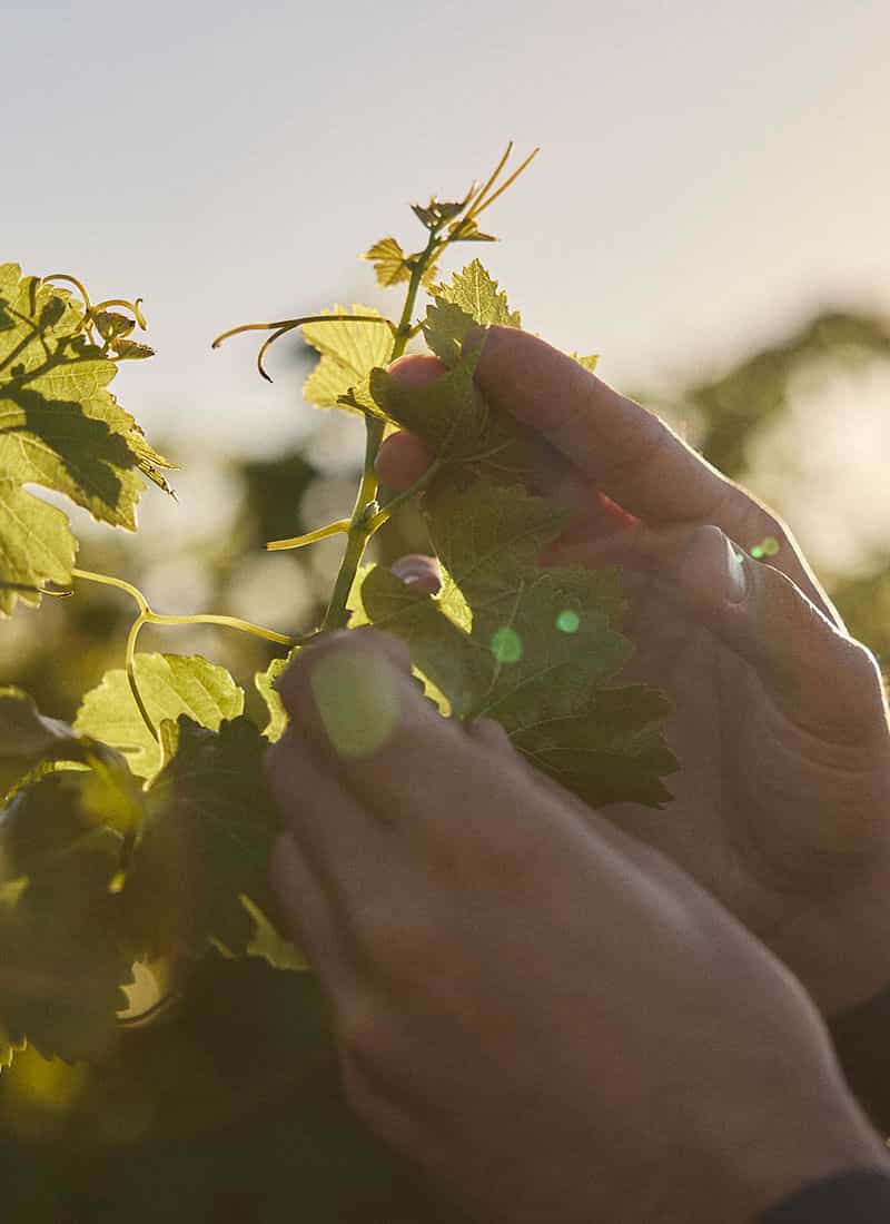 Two hands holding grape vine leavesa