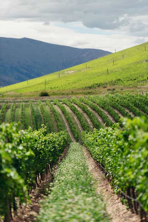 Cloudy Bay vineyards in Central Otago