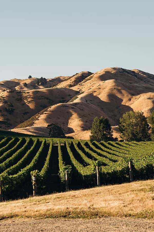 Cloudy Bay vineyards in Marlborough