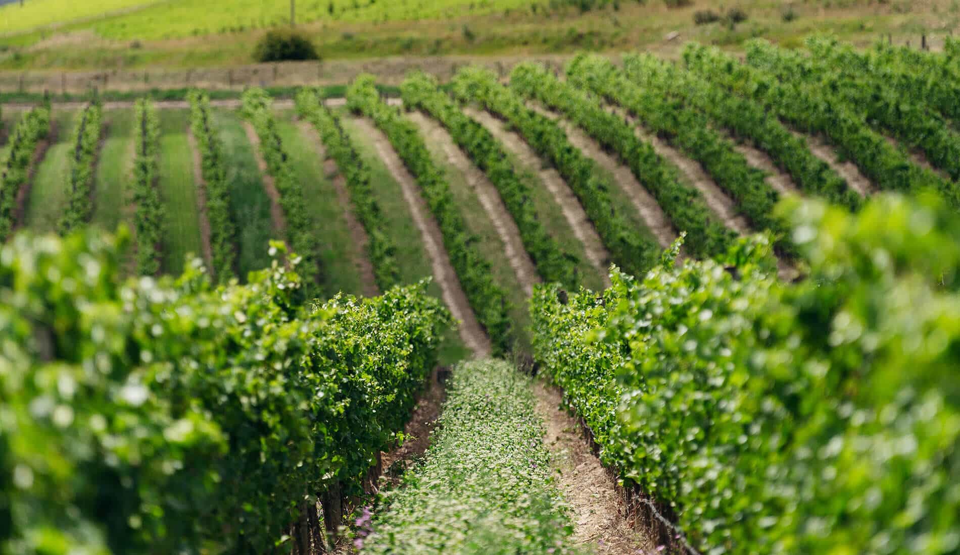 Photograph of Cloudy Bay vineyards in Central Otago