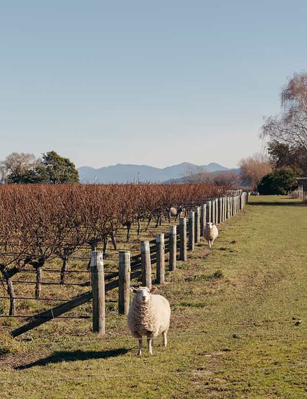 Photograph of several sheep amongst vineyard rows