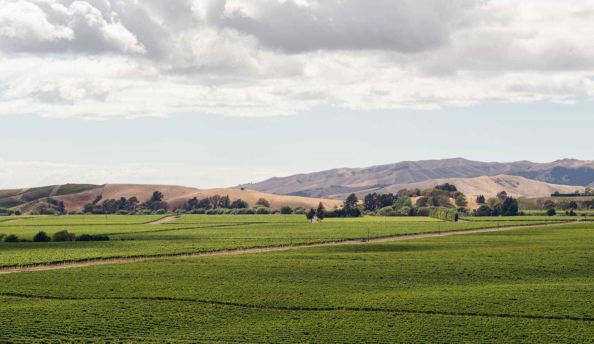 Cloudy Bay: world-famous New Zealand wines