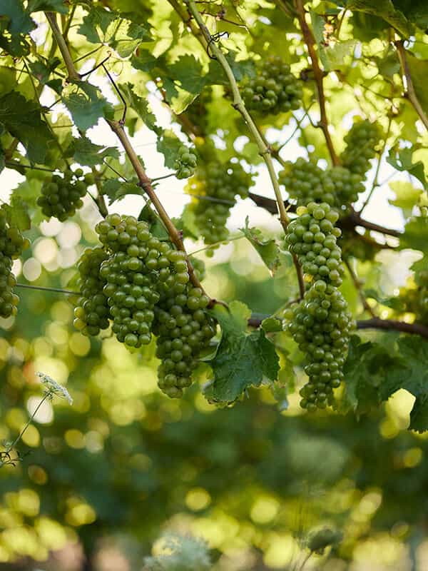 Cloudy Bay Wines  Greece and Grapes