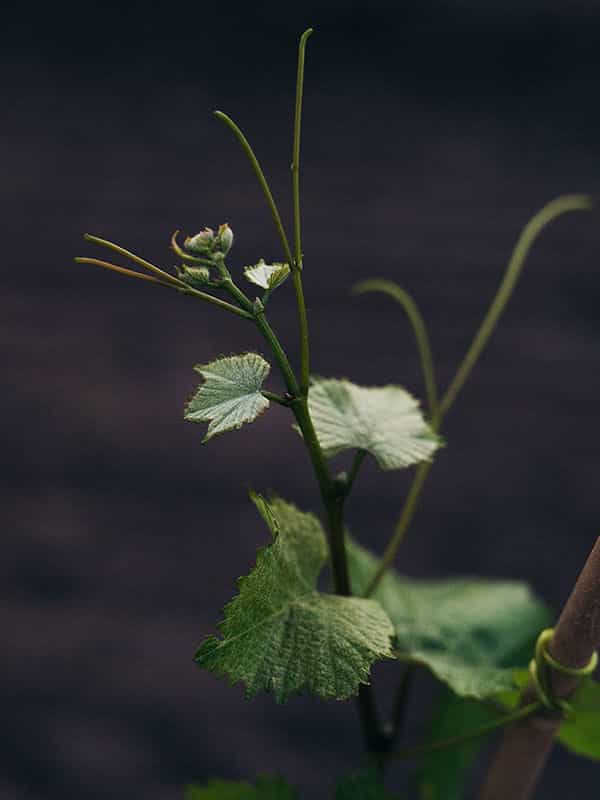 cloudy-bay-te-wahi-pinot-noir-red-wine-75cl_temp_1.jpg