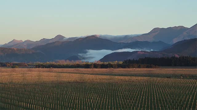 Cloudy Bay, sauvignon blanc, chardonnay - Wines & Spirits – LVMH