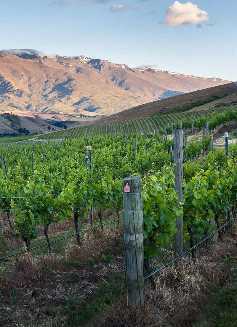 Cloudy Bay - Central Otago - Vineyard Tour by car