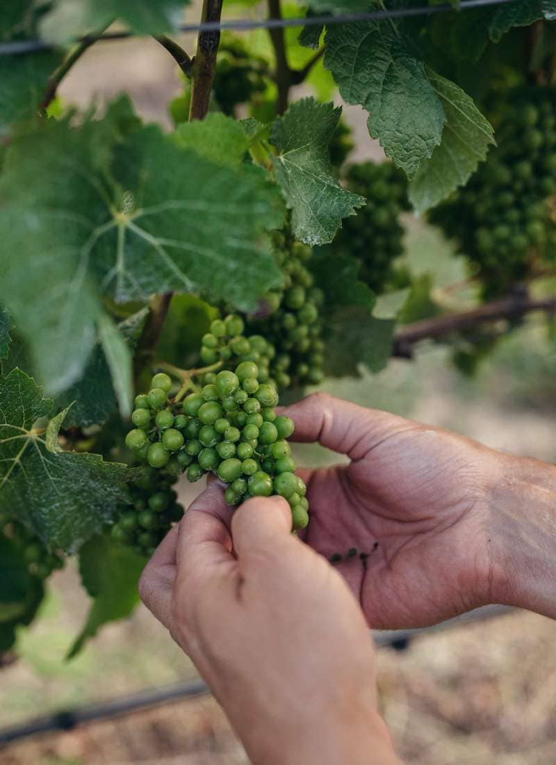 Two hands holding grape vine leavesa