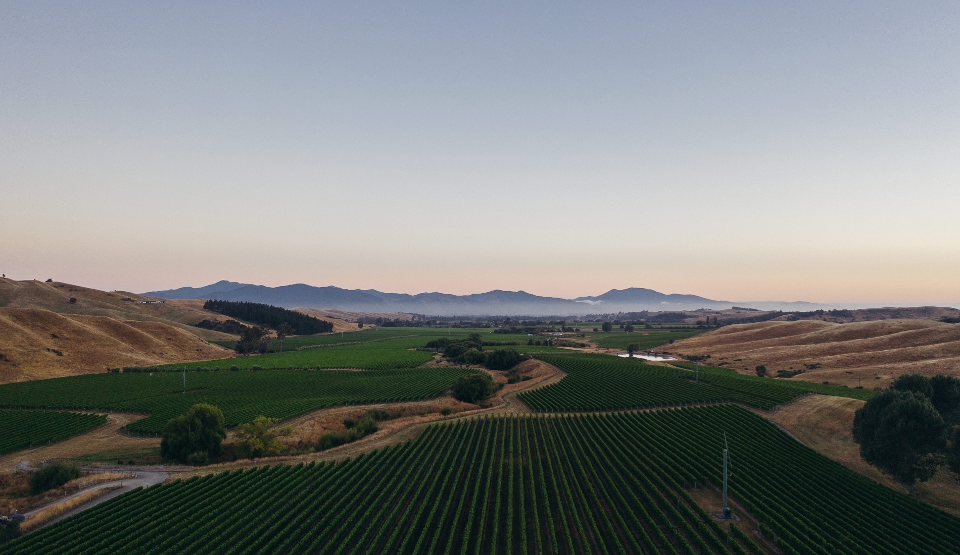 Landscape of Cloudy Bay vineyards in Marlborough