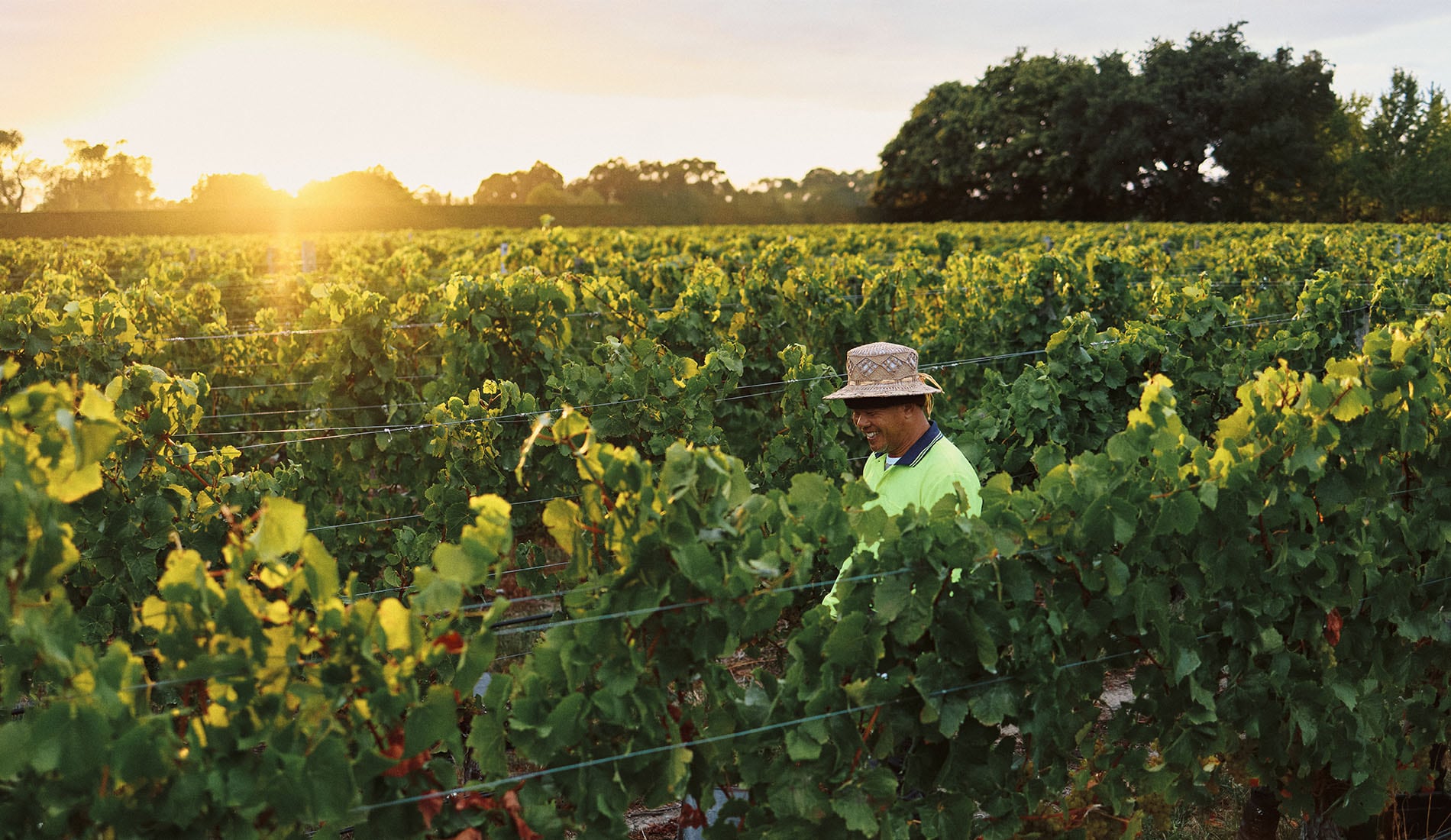 Cloudy-Bay-Harvest-2025-Vines