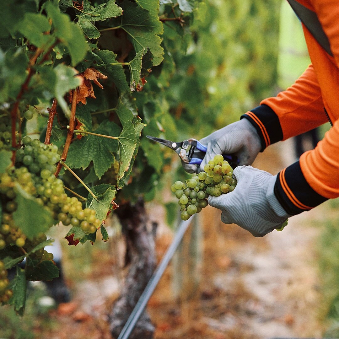 Cloudy Bay, workers hand harvesting grapes