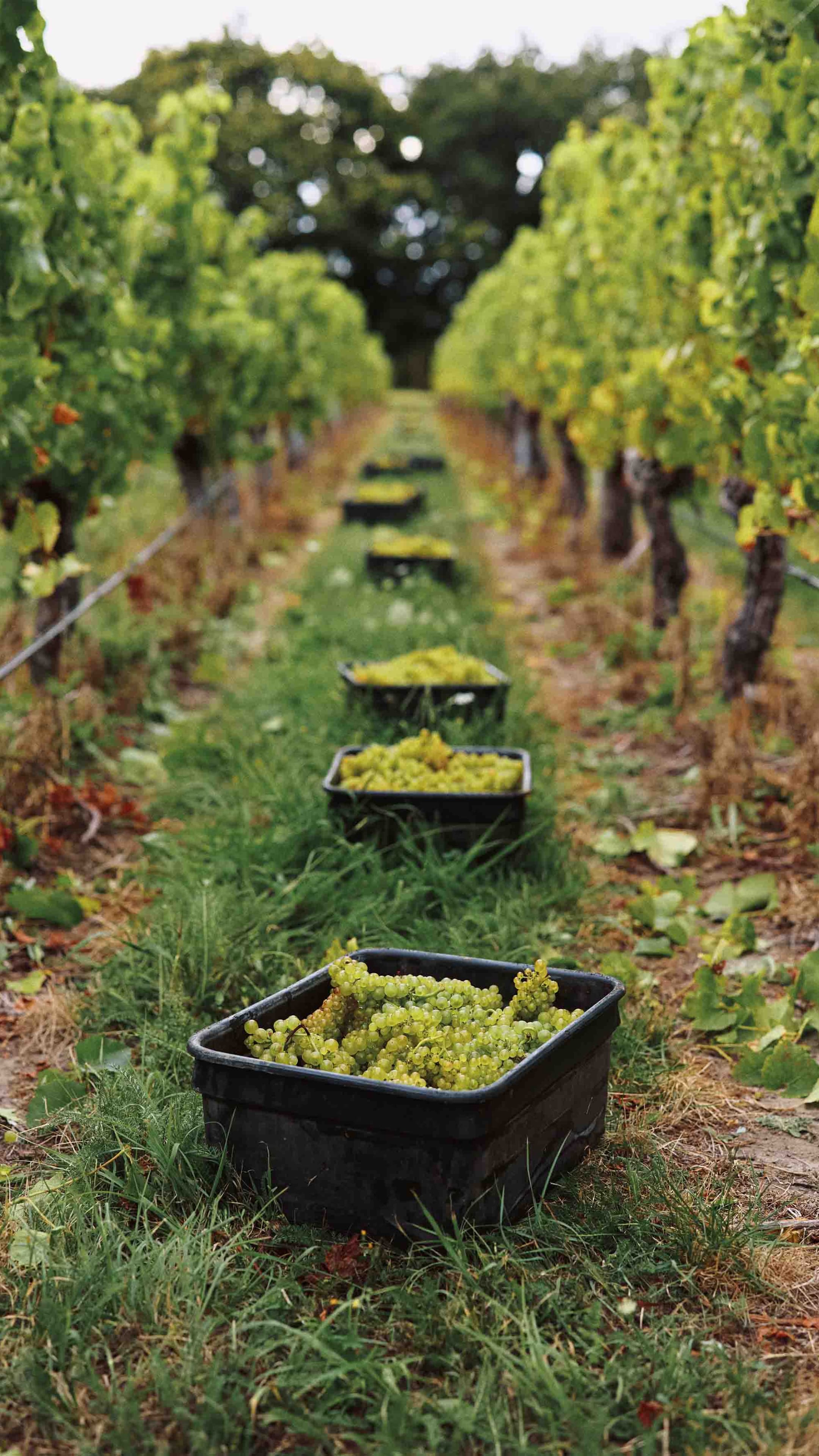 Cloudy Bay Harvest, grapes in bin between the vines
