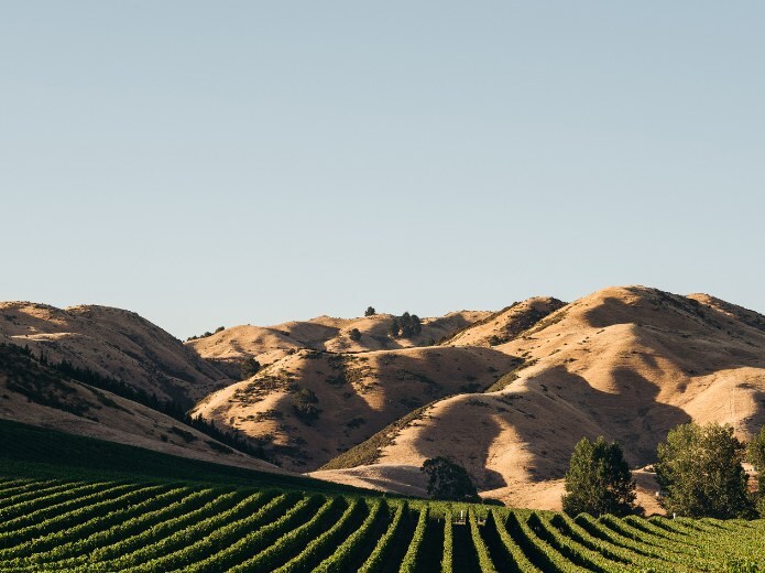 Nestled among our Sauvignon Blanc vines in the Wairau Valley, a handful of special vineyards hold the key to Te Koko’s character.