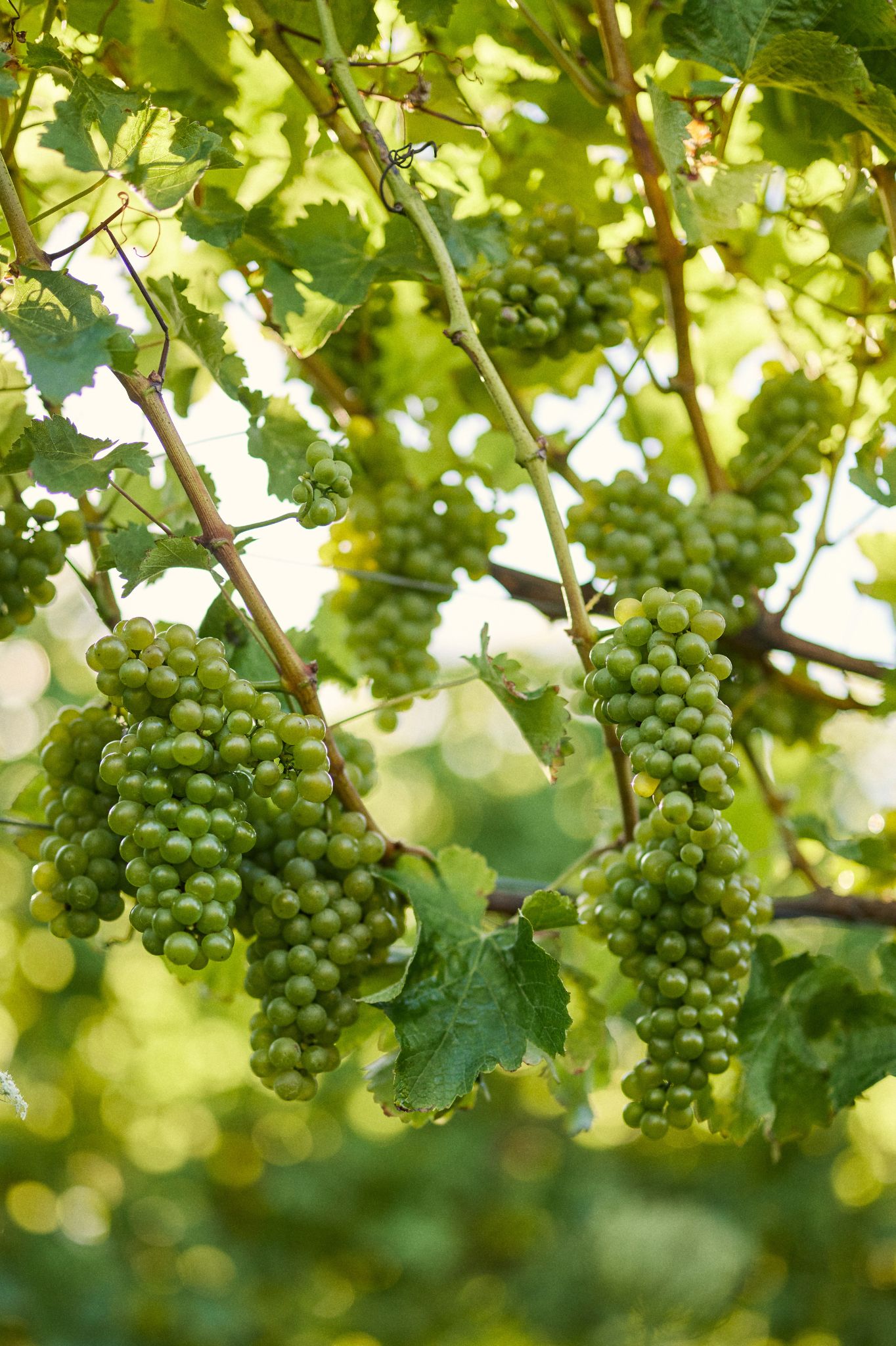 These blocks, some of the oldest at Cloudy Bay, benefit from long sunshine hours and free-draining soils, allowing the grapes to ripen slowly and develop the complexity we seek.
