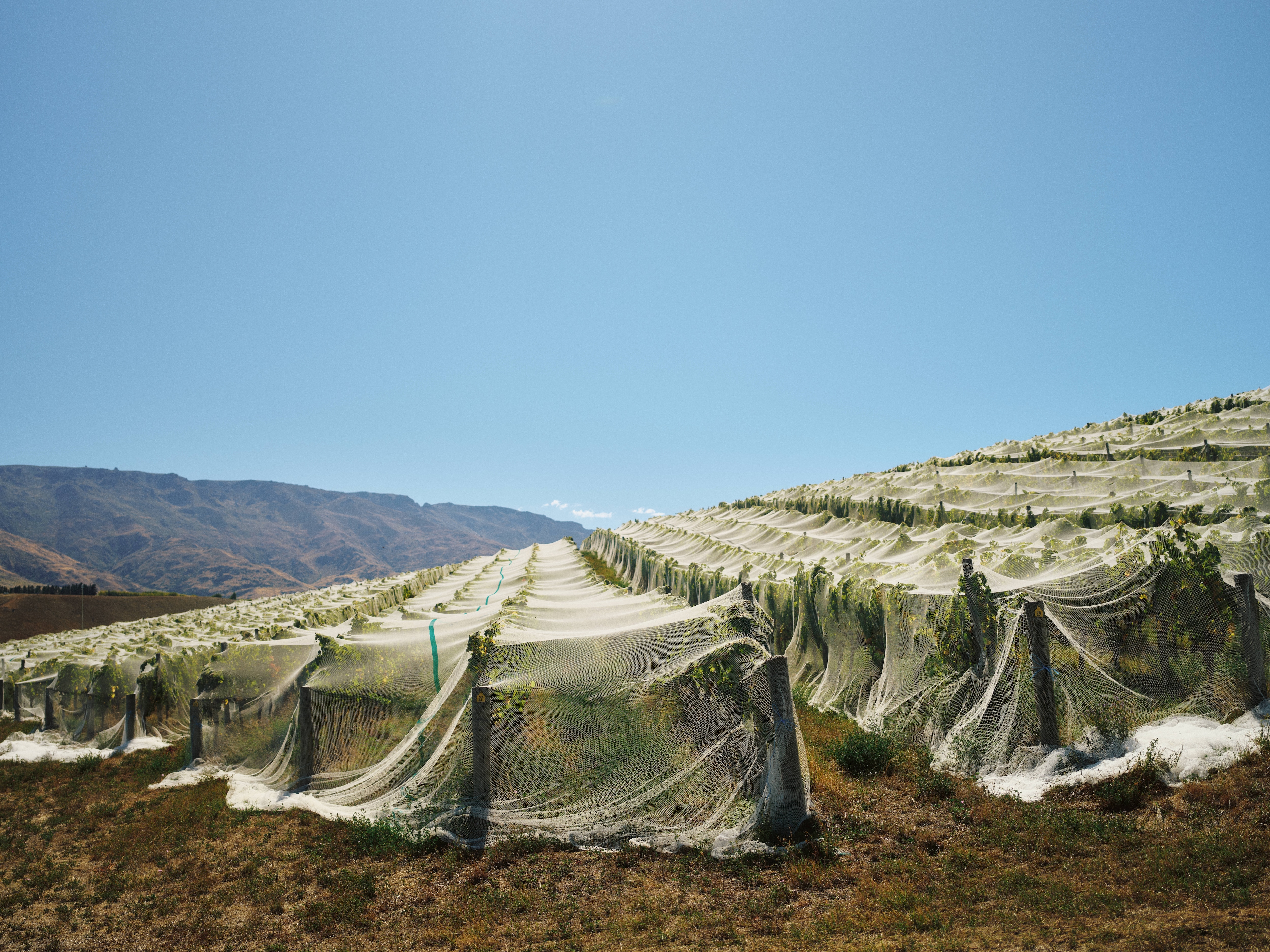 Cloudy Bay Vineyards in Central Otago