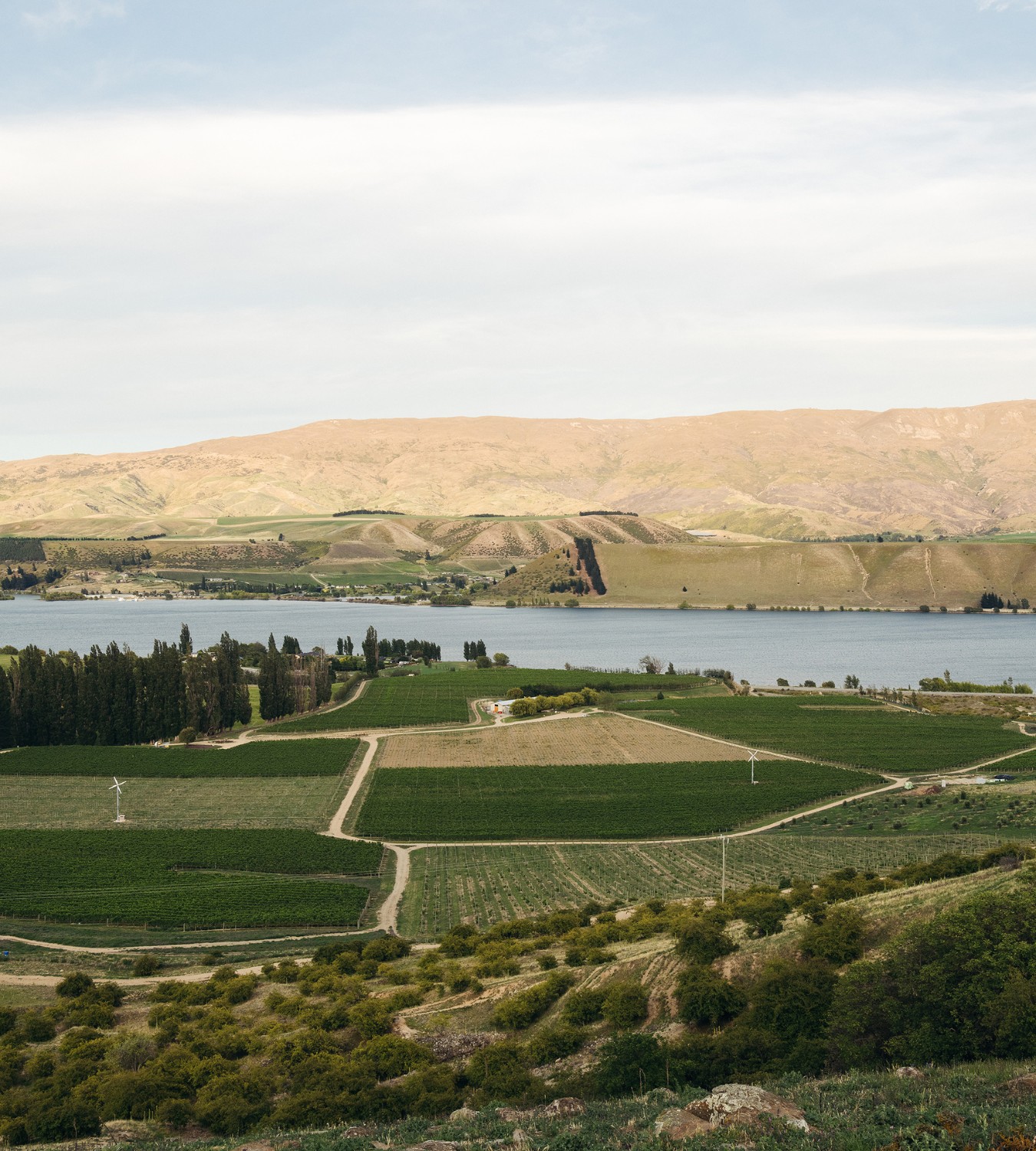 At Northburn, harvest came five days earlier than usual, and Calvert followed close behind.