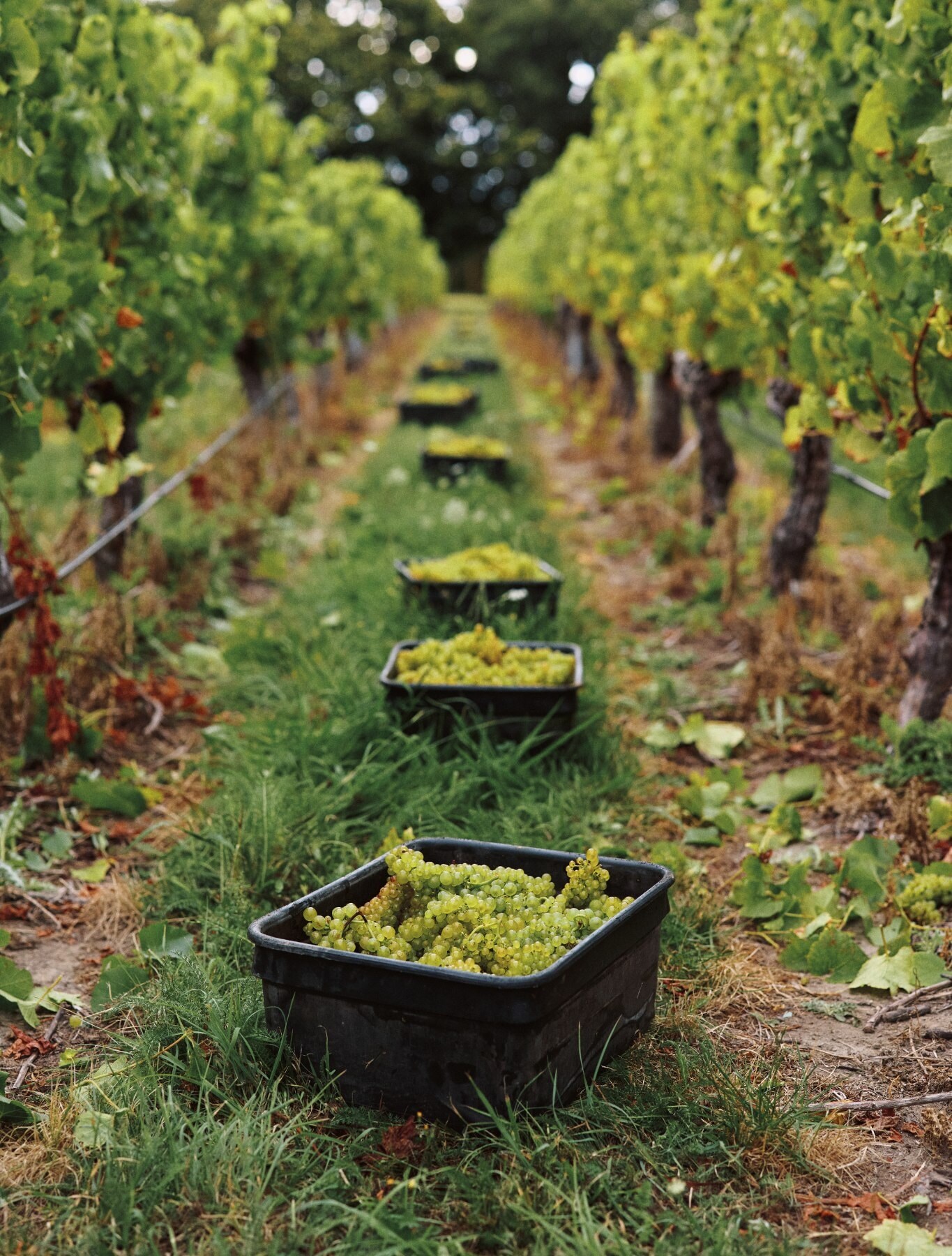 Chardonnay harvest 2025