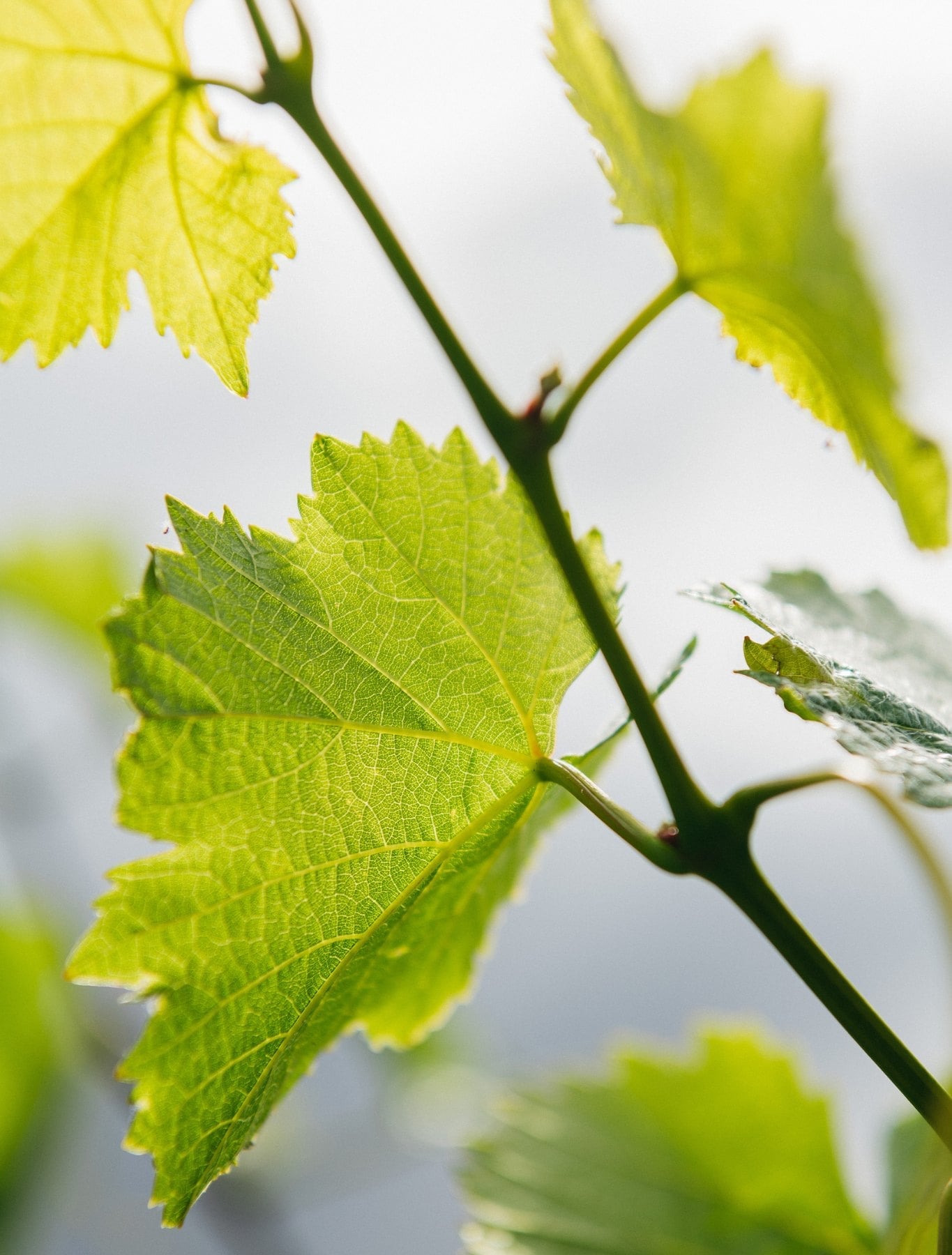 Grape leaf