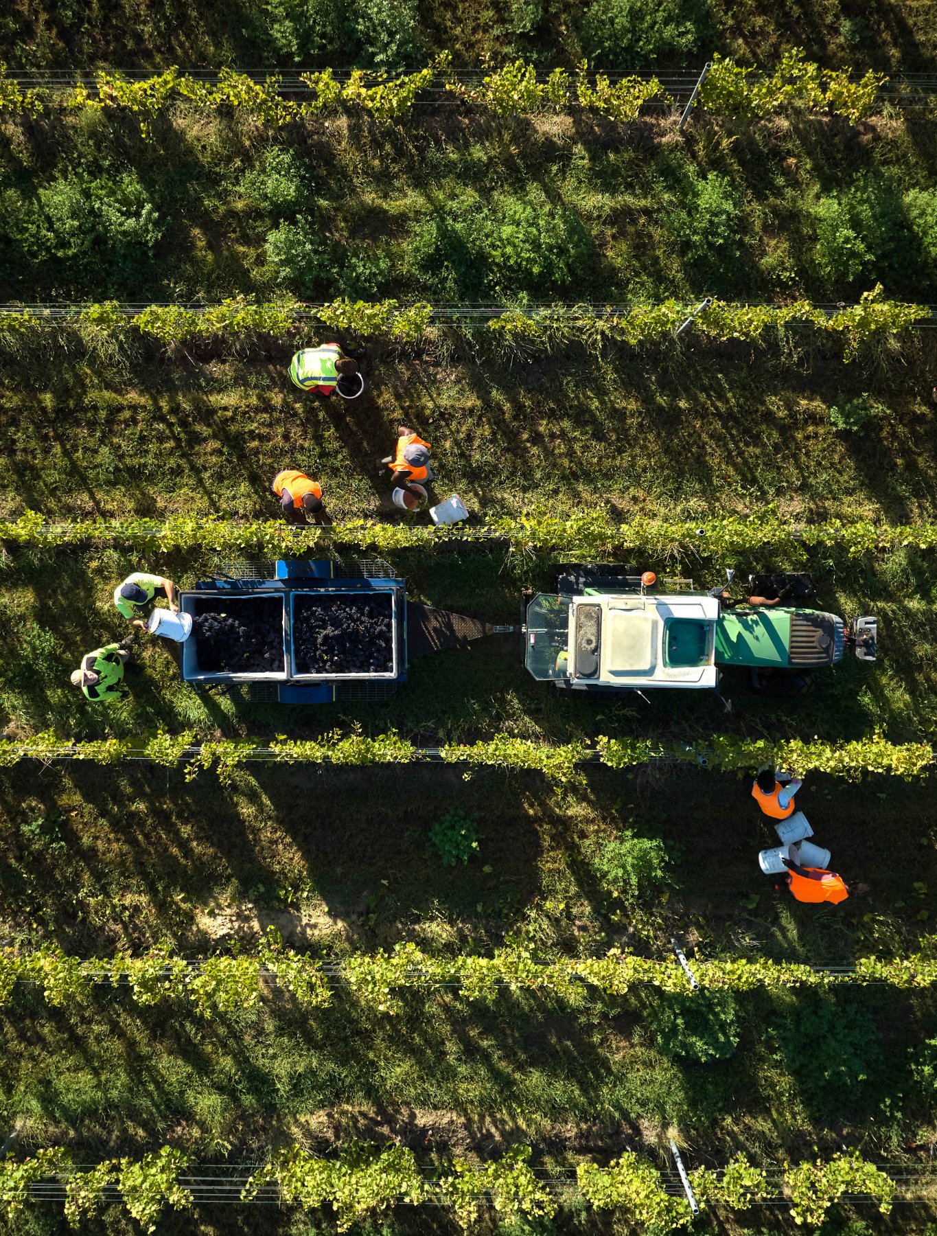 Hand-harvesting in Central Otago