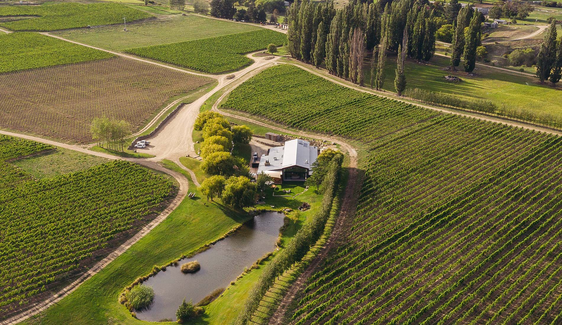 Aerial view of Northburn Vineyard