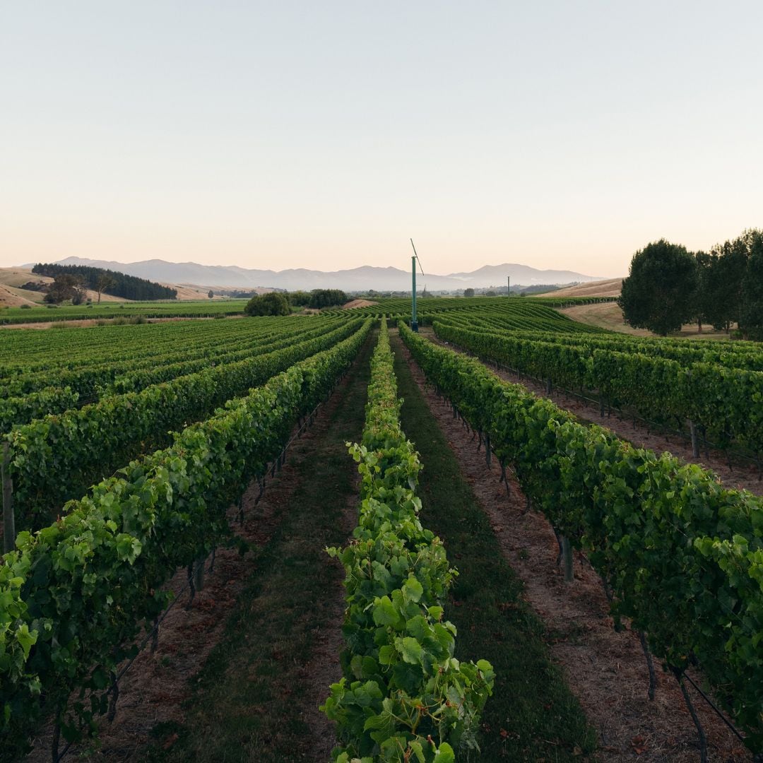 Barracks Vineyards with Clay Soils