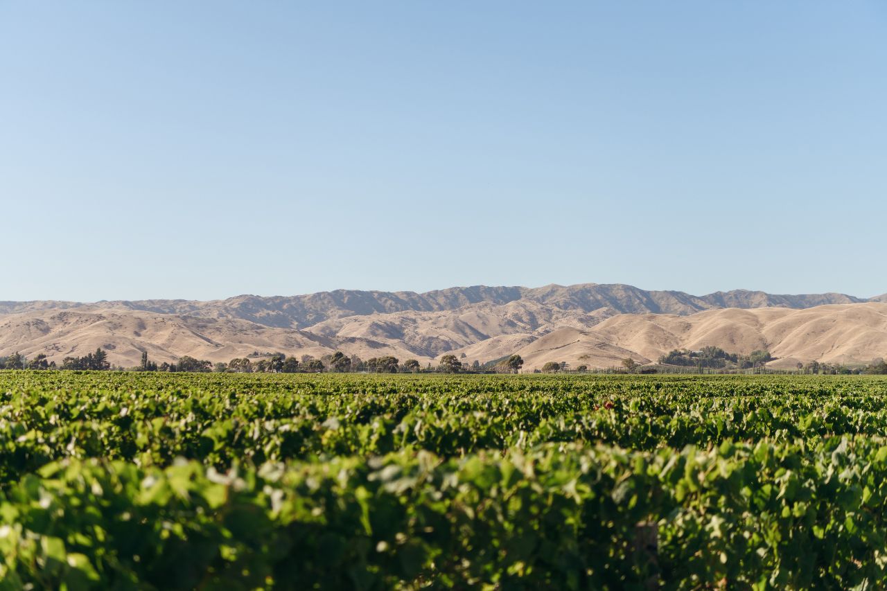 Marlborough Vineyards