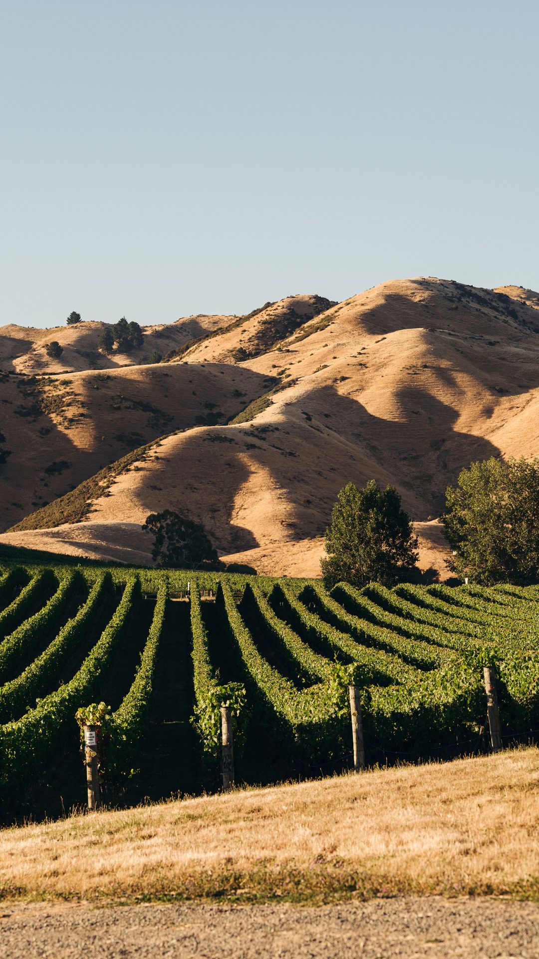Marlborough Vineyards