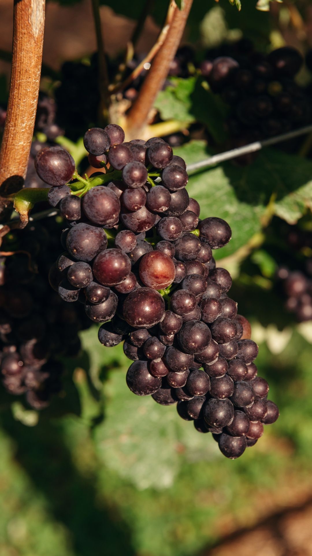 Pinot Noir grapes