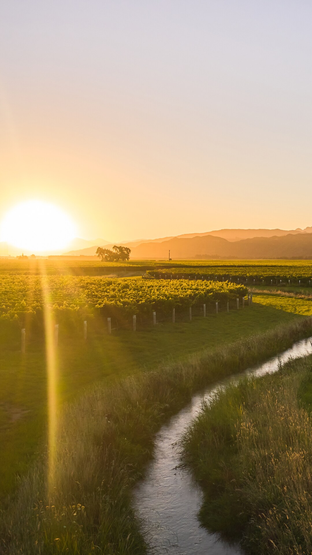 sun-setting-over-vineyard
