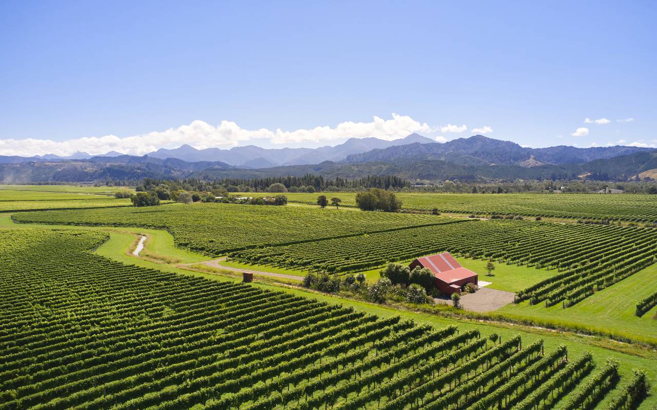 the red shed vineyard