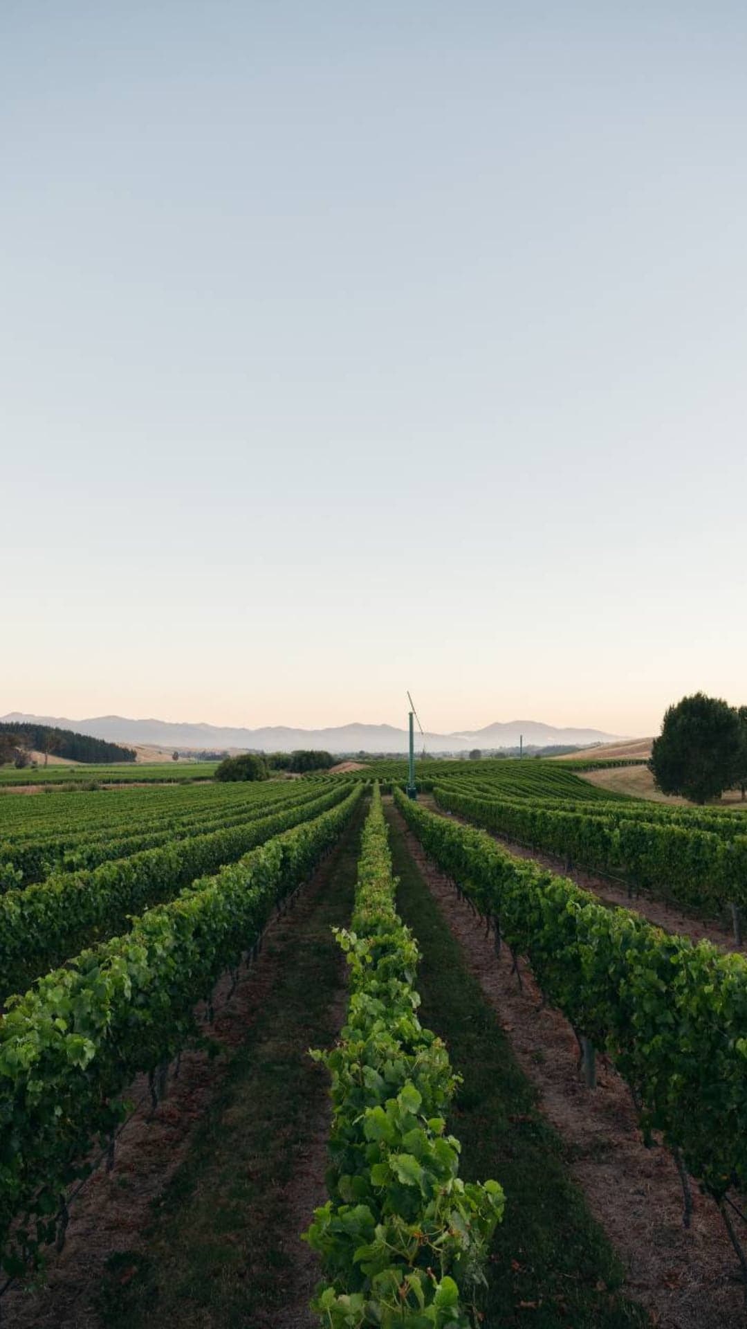 vineyard row views