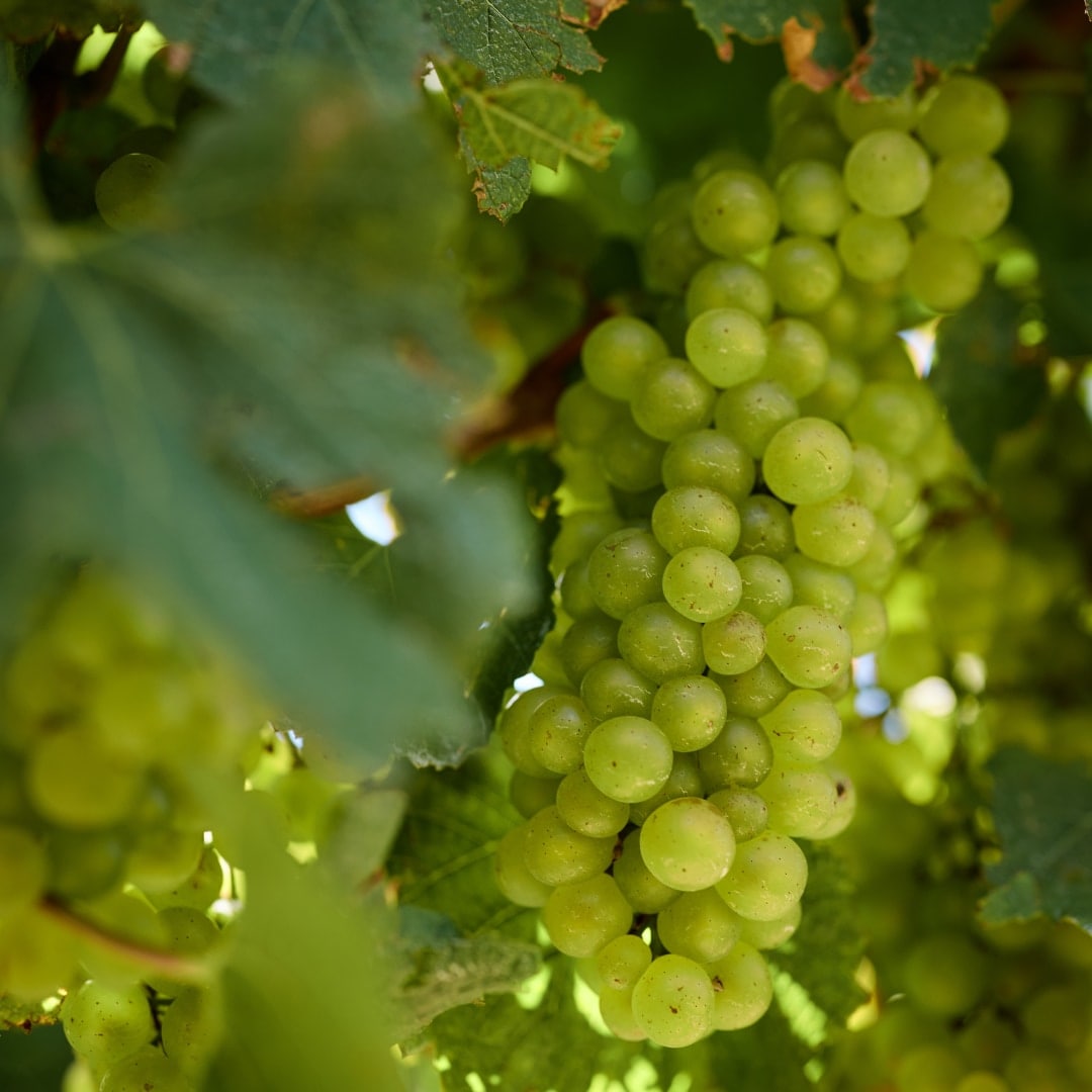 grapes on vines