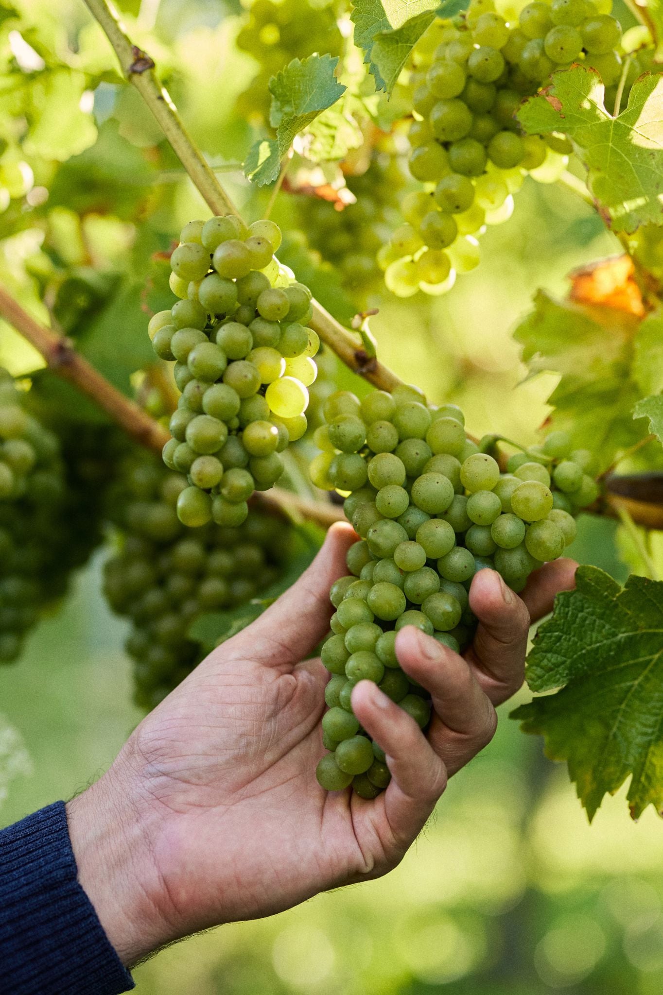 “A process of shaking the vines to drop berries off was also undertaken across several Sauvignon Blanc blocks, which creates a looser bunch architecture, giving the berries space to develop.”