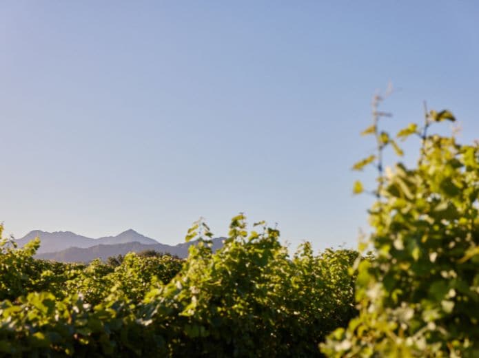 To manage those generous bunches, the team took extra care. “Sauvignon Blanc this year had an exceptional flowering, which meant there was a high number of berries per bunch that set,” says Hannah Ternent.
