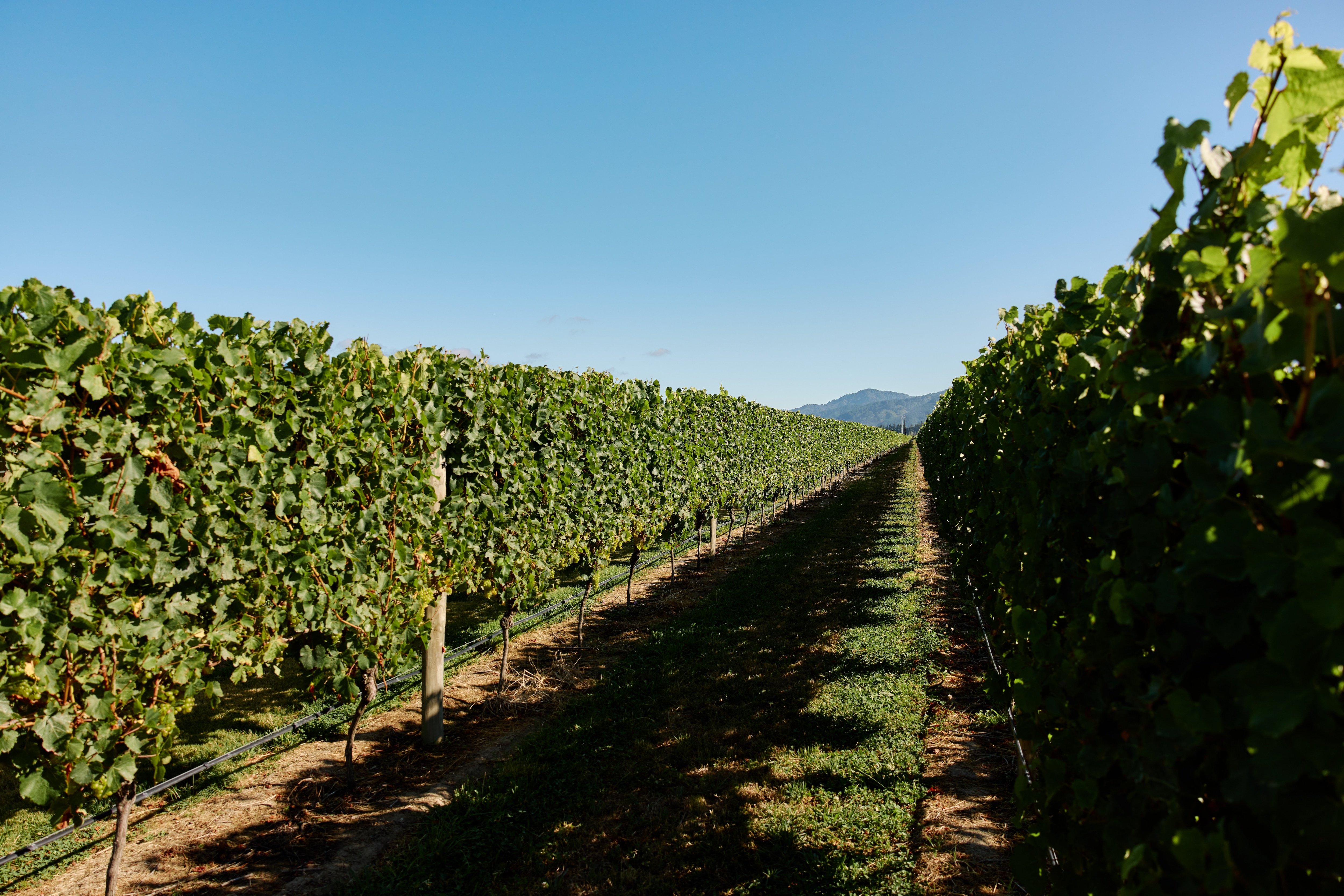 view of vines and mountains