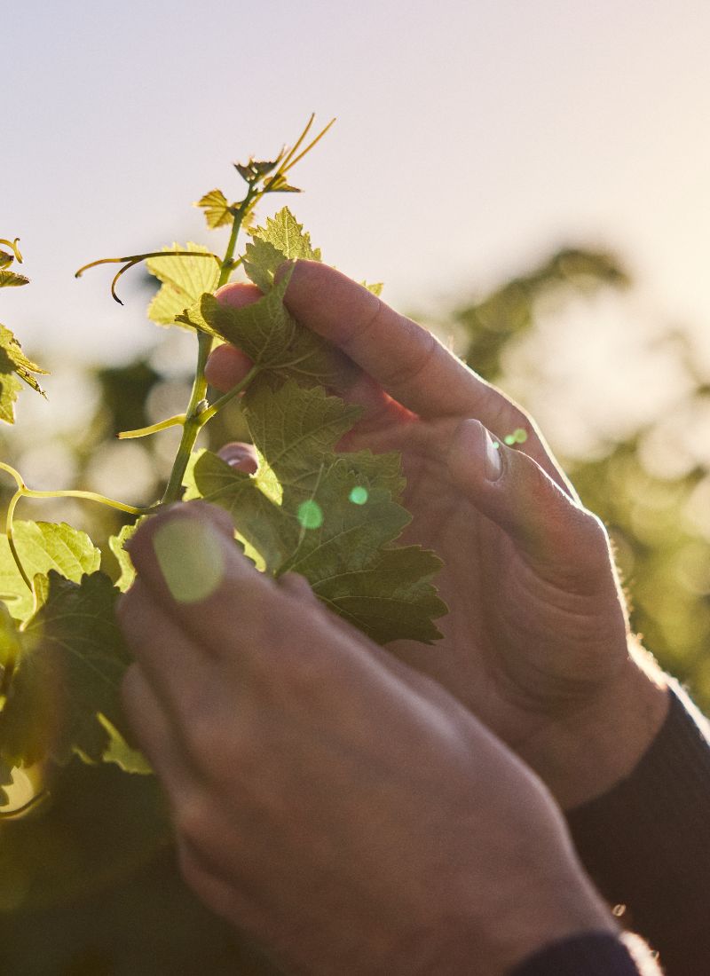 Cloudy Bay - Vineyard