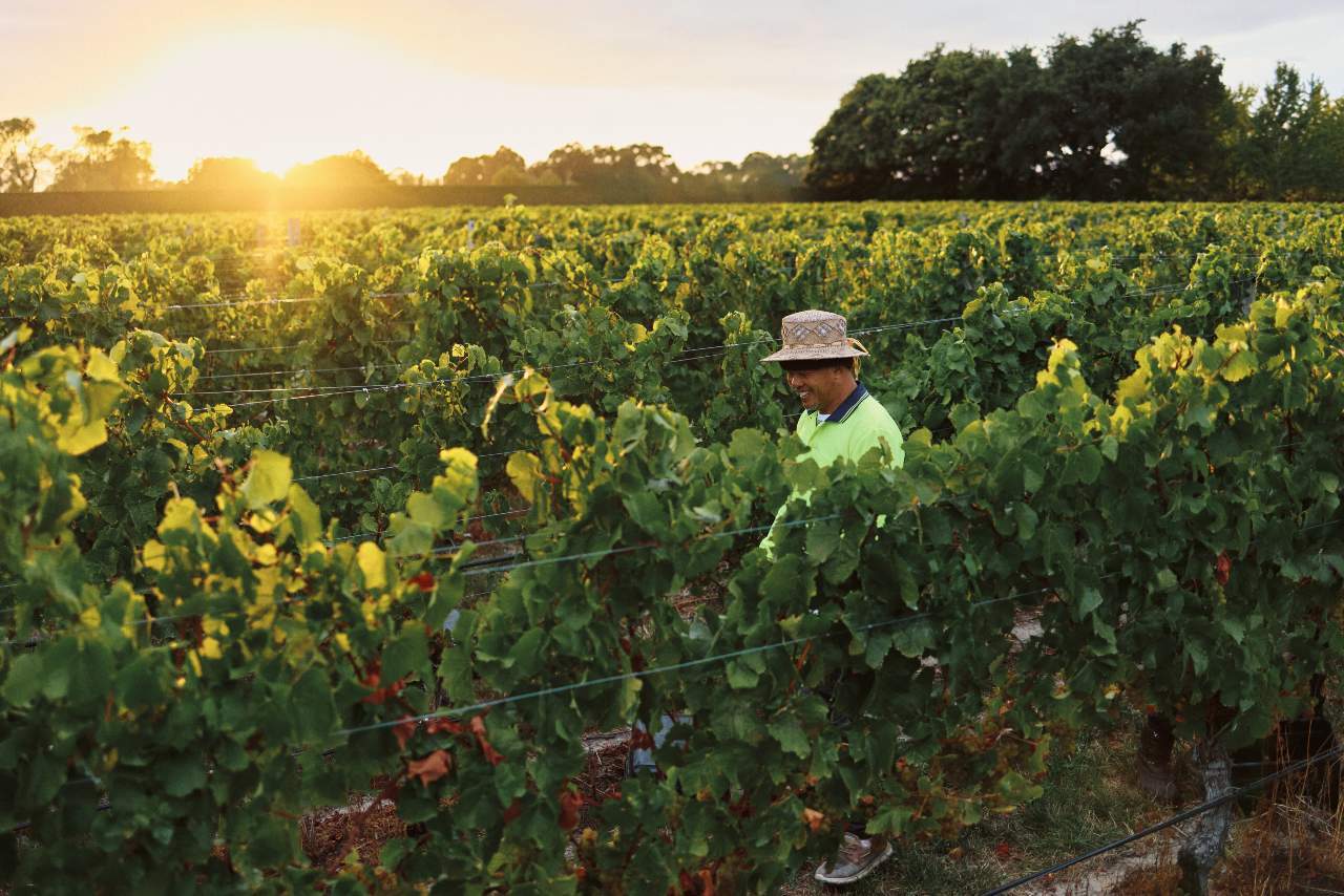 chardonnay harvest hand picking