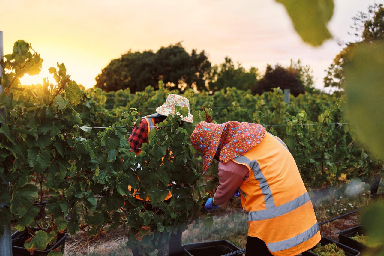 people picking chardonnay grapes