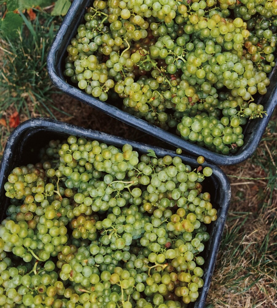 picked chardonnay grapes