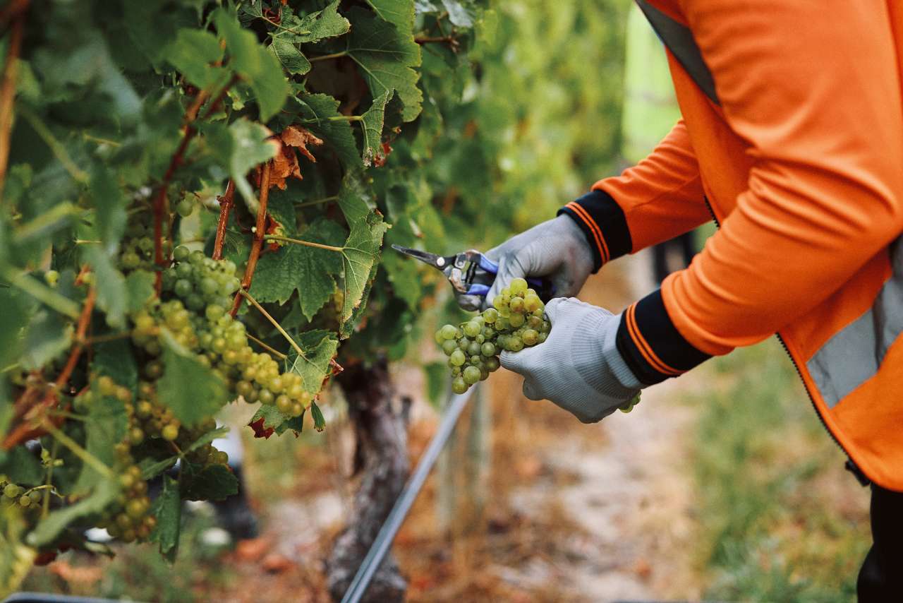 picking chardonnay grapes