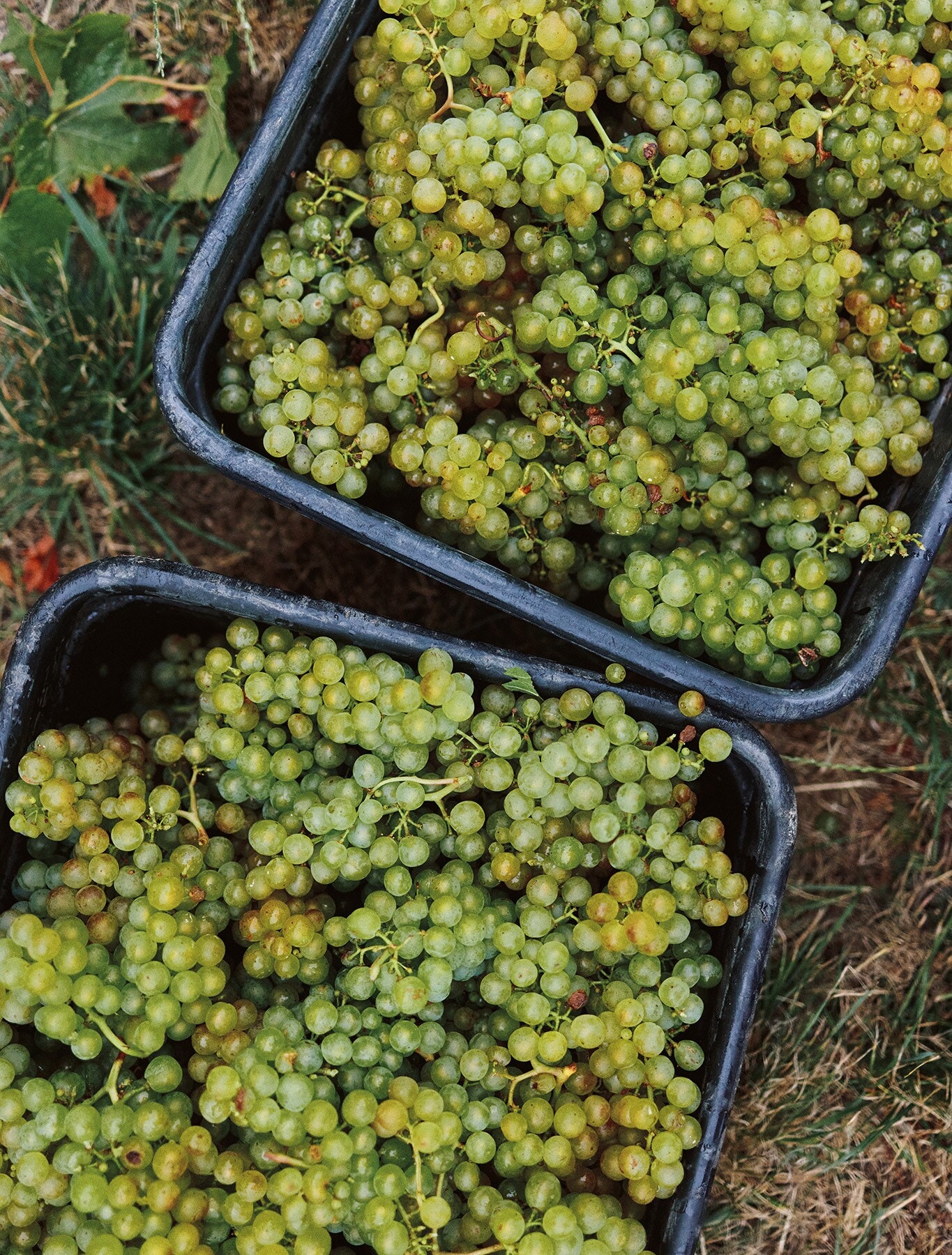 Grape in Harvest bin