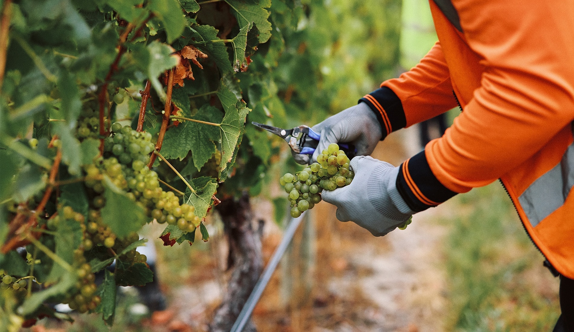 Hands cutting some grapes