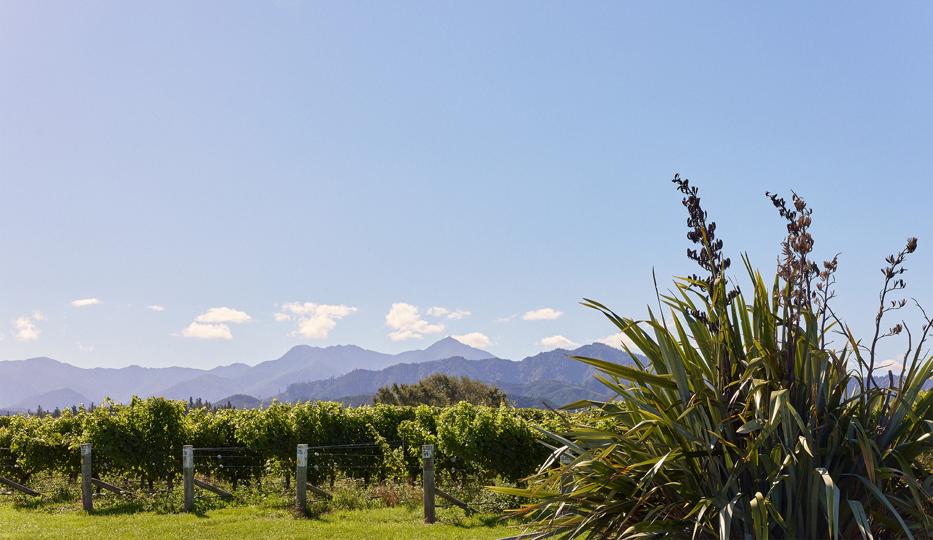 Vineyard view with native plants