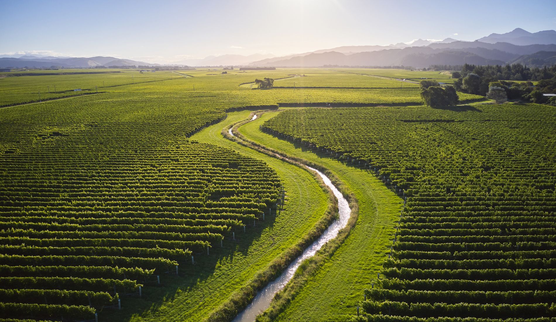 marlborough vineyard