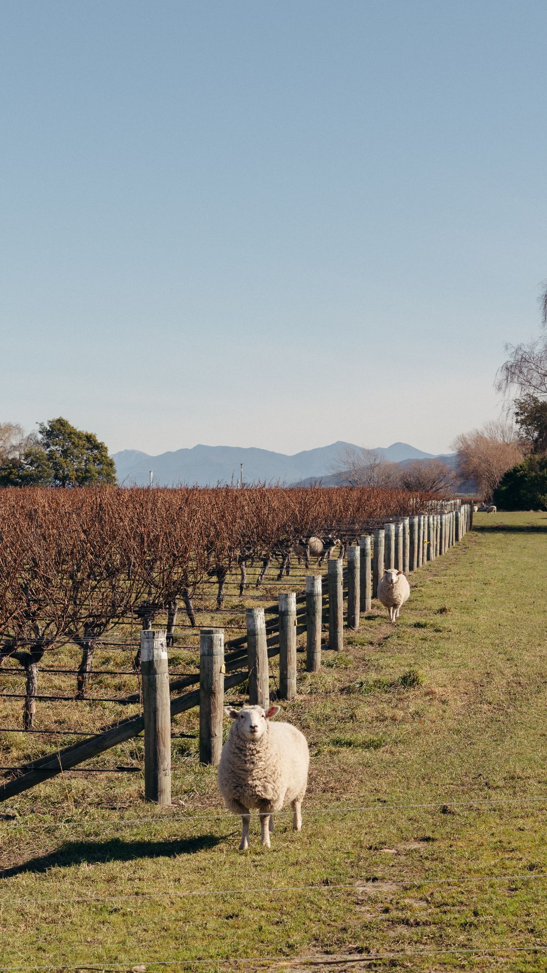 shep in the vine