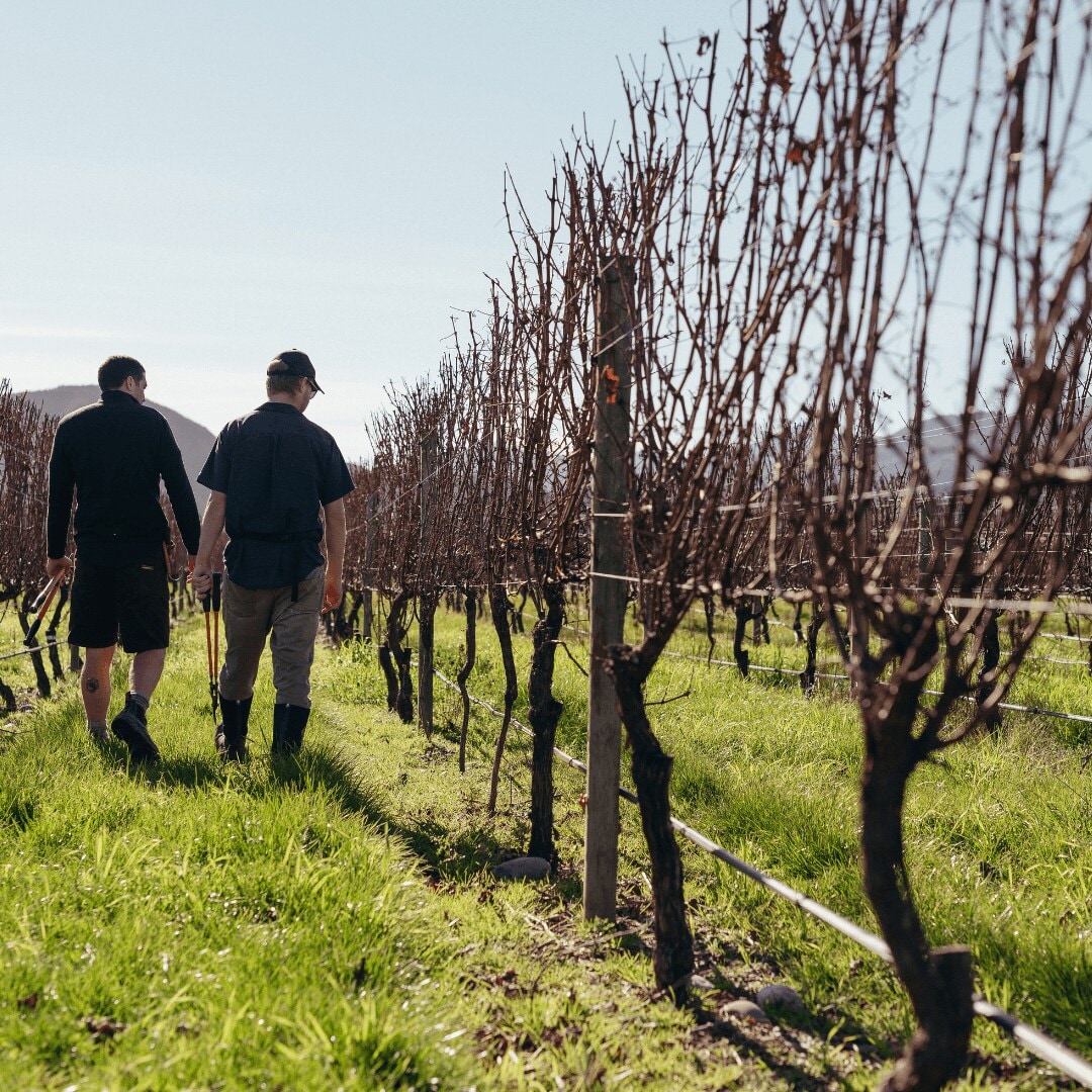 workers in vines