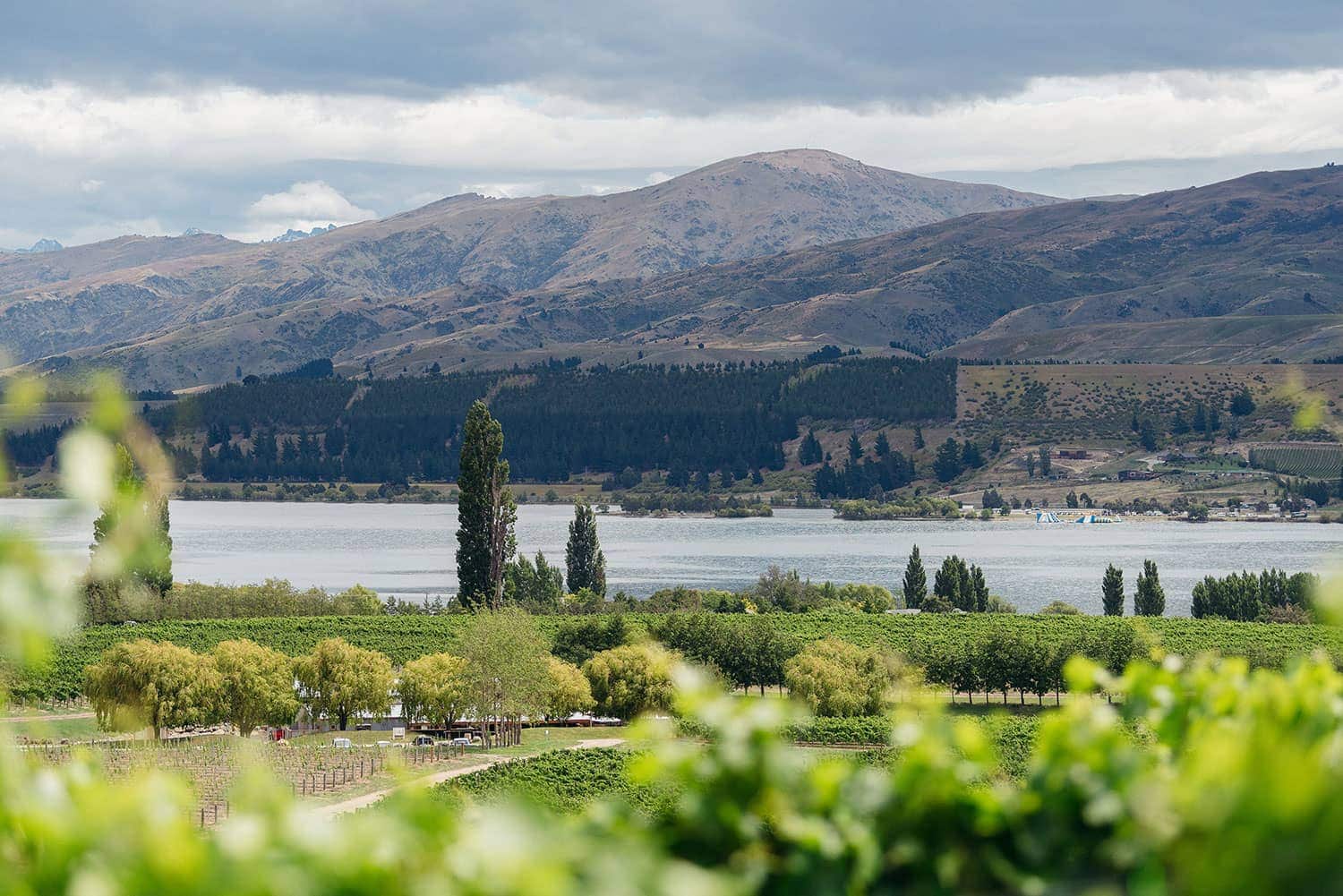 cloudy-bay-about-us-central-otago-northburn-vineyards-vines-1