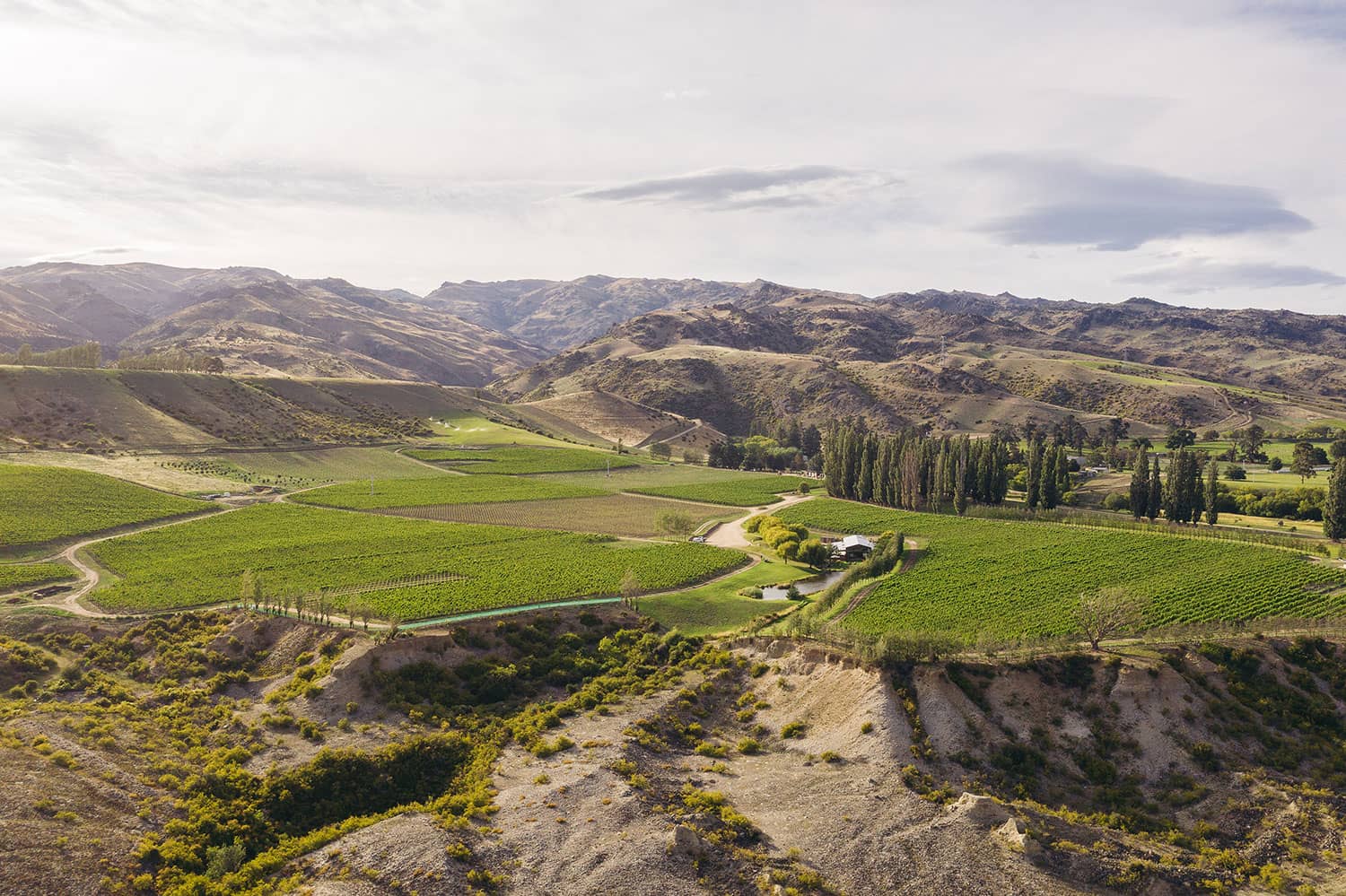cloudy-bay-about-us-central-otago-northburn-vineyards-vines-2