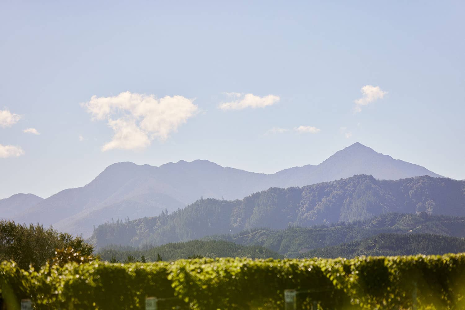 cloudy-bay-about-us-marlborough-vineyards-vines-1