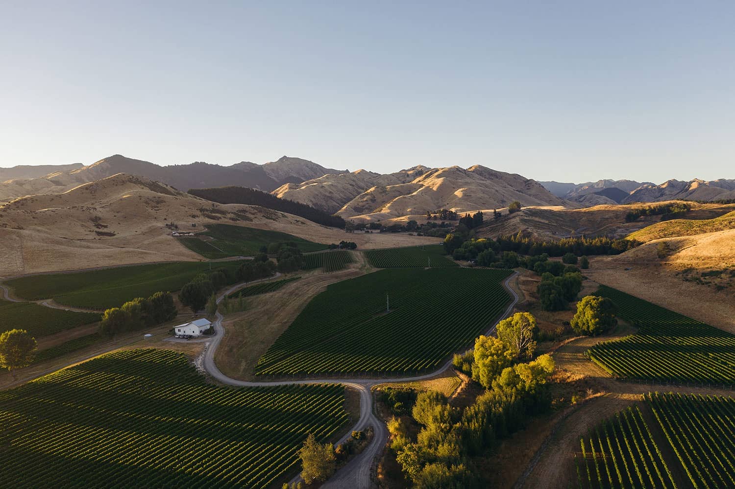 cloudy-bay-about-us-marlborough-vineyards-vines-2