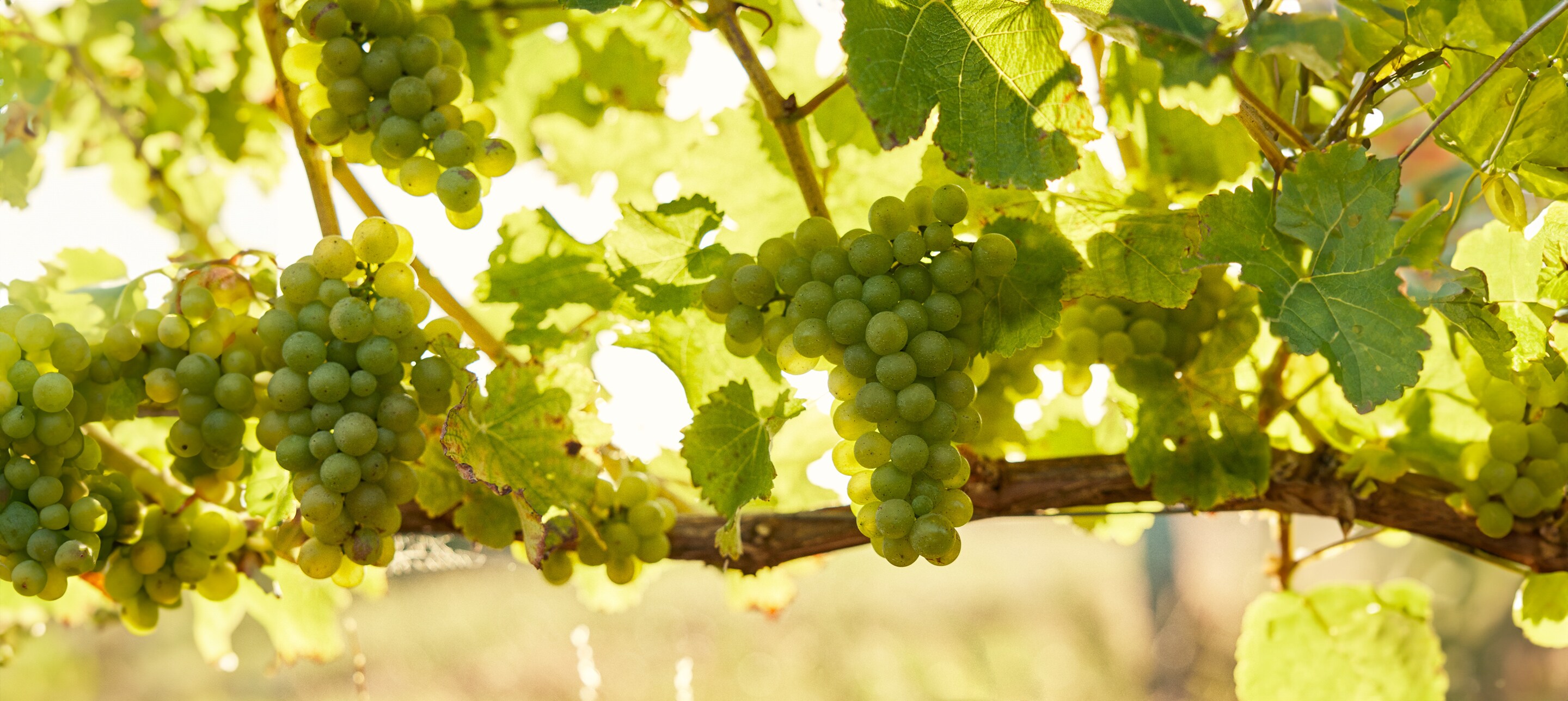 green-grapes-on-vine